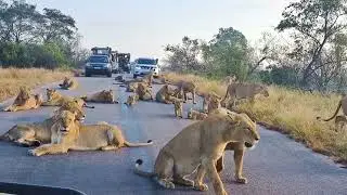 Случаи в Сафари 1 на Миллион Снятые на Камеру