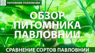 Обзор Питомника Павловнии. Сравнение сортов Паловнии Shan tong, Paotong Z07, Tomentosa, Energy.