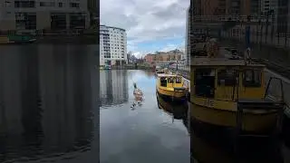 Who’s Says Ducks Can’t walk on Water, She is such a lady