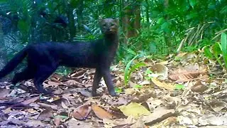 Ocelot & Jaguarundi Cats on Trail Cam | Amazing Jungle Animals of Costa Rica