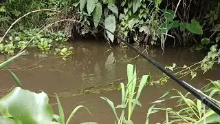 Mancing wader kena gusur,dan hasilnya memuaskan #mancing #strike #mancingmania #umpanjitu