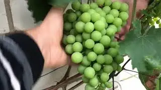 Zilina Vineyard. Part One.