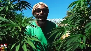 I-Taweh feat. Nambo Robinson - Herb Treez [Official Video 2016]