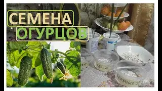 How to store cucumber seeds