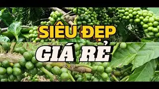 HIẾM CÓ LÔ CÀ PHÊ NÀO NGUỒN THU MẠNH, GIÁ RẺ, NĂM NAY THU 500TR