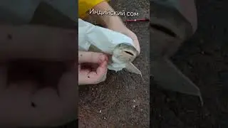 Поймали сома в ГОА #шортс #индия #гоа