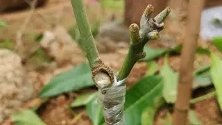 How to do simple grafting #mango plants # collection of graft # transplant