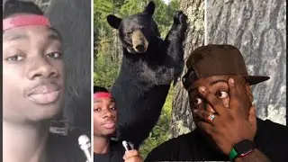 Which Bear is the Best Bear?