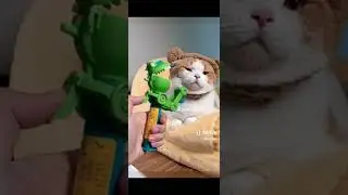 cute cat from tiktok