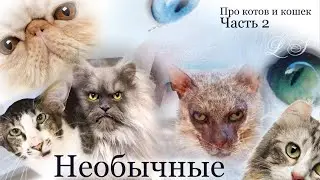 Необычные, но обычные коты и кошки. Популярные породы кошек с необычной внешностью. Часть 2