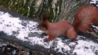 Настоящие Живые Белки Зимой. Вот и Белка Самец Пожаловал (Squirrel)