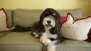 Talking Dog in Adobe After Effects - VFX Compositing