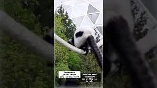 Лемурчики Джонік і Варік / Jonik and Varik the lemurs 