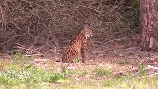 Iberischer Luchs mit 2 Jungtieren | Doñana | Lynx pardinus | SENSATION |  footage April 2018