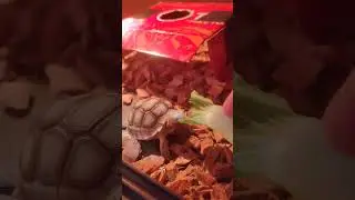 sulcata tortoise hungry