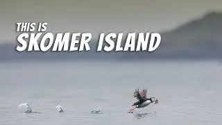 This is Skomer
