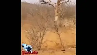 When Lion Turn prey