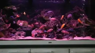 My Malawi Ciclids Mbuna tank, Jewel Rio 450 liters. New LED lights day & night.