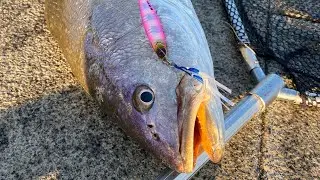 İzmir granyöz avı #jewfish #balıkavı #shorejigging