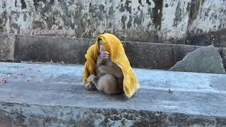 New abandoned Niko try to  join with team. Carlo still need towel covering