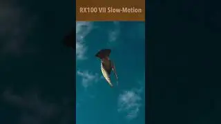 Pigeon in Slow-Motion (Sony Cyber-shot RX100 VII)