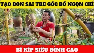 Bí KípTạo Bon Sai Tre Rụt Rịt Gốc Bồ Ngọn Chỉ Từ Măng Non | Đẳng Cấp Nghệ Thuật Bon Sai