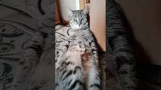 ЖАРКО КОШЕЧКЕ