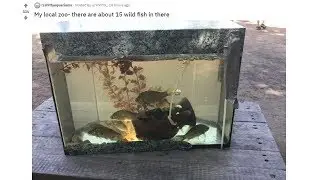 This Tank Was Found in a Zoo | Fish Tank Review Ep. 20