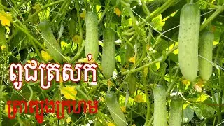 ត្រសក់ទ្រើងផ្លែច្រើន