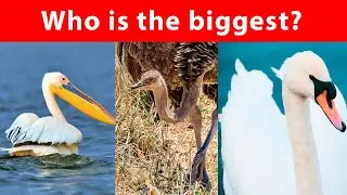 10 Biggest Birds in the World / Latgest Birds on the Planet!