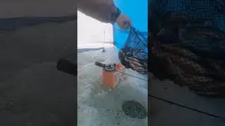 13 кг чудской плотвы, в Козловом берегу, но результату не рад.