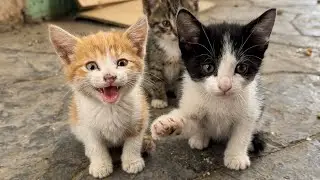 A poor little orphan cat comes to me, whining and saying that I am her mother.