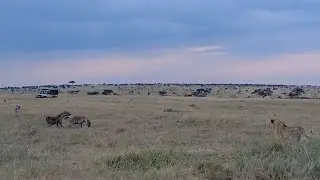Standoff between lions and hungry hyenas