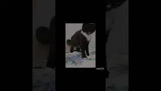 #мурка