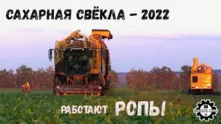 Уборка сахарной свёклы в Елецком районе. Работают комбайны ROPA Tiger V8-4 и Tiger 5. Осень 2022 г.