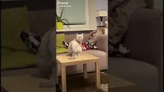 Кот говорящий рот. Обидел девушку.