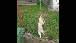 Комшоо😃😅