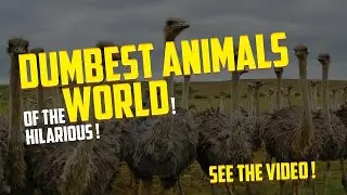 You Won't Believe How Dumb These Animals Are!