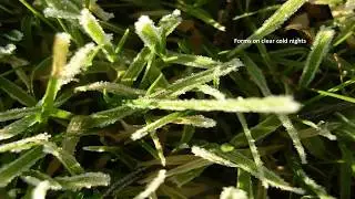 Frost