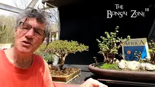 Pruning My Portulacaria afra and My Brazilian Rain Tree, The Bonsai Zone, May 2023