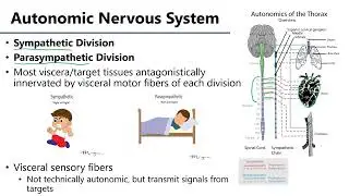 Autonomics Introduction LO1 - M1 Anatomy Learning Objectives