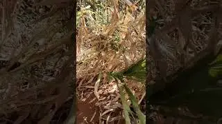 സുഗന്ധ റാണിക്ക് സഹിക്കാൻ പറ്റാത്ത ചൂട്