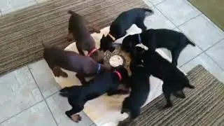 Щенячий хоровод