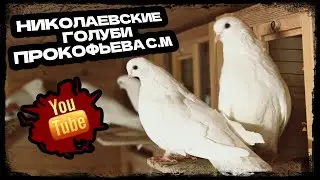Николаевские голуби Прокофьева С.М. Тел. 8 (905) 018-92-63  осень 🍂 2 часть