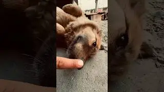 Пипка 🦮😂 