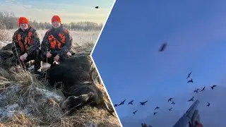 Охота на гуся. Только выстрелы. Охота на лося. Охота на вяхиря. Охота на медведя. Охота 2023