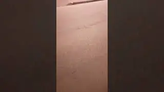2 СОБАКИ НА САМОВЫГУЛЕ