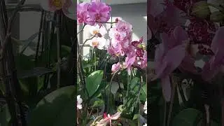 Дарю всем кусочек нежности и красоты❤️ #даритеженщинамцветы