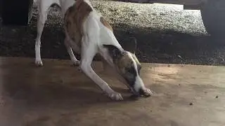 Gutto o cão Wippet brincando com o Bezouro 01-11-2019
