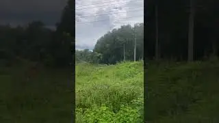 Green nature#beautiful#image#video#save green#views#shorts#fresh air#explore